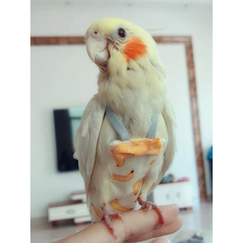 Washable Parrot Diaper Flight  - огляд і ціна Plant Parenthood